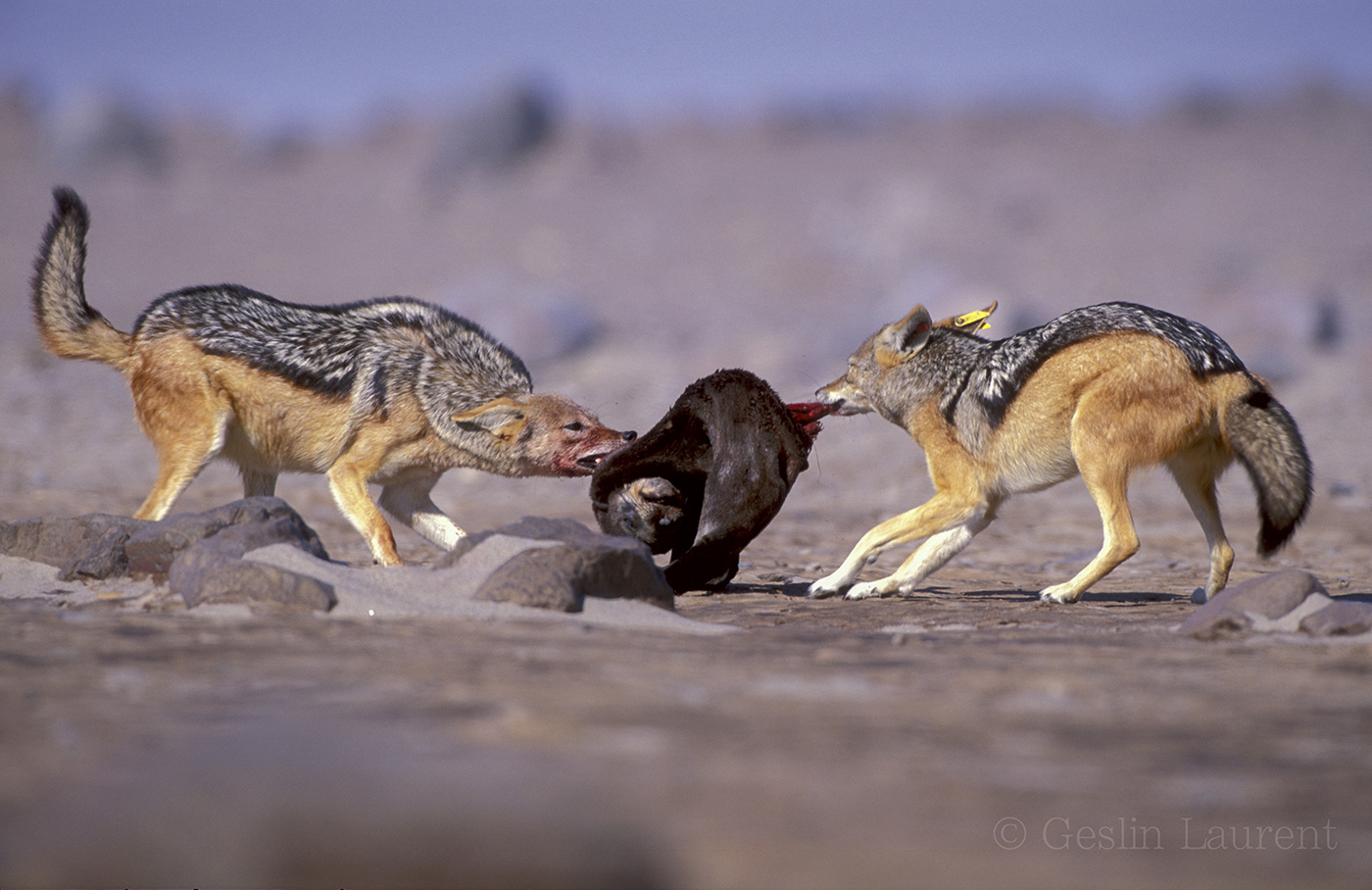 Jackals